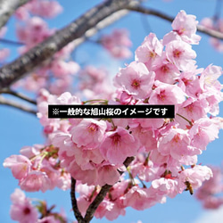 『旭山桜のモダン盆栽』 サクラ★かわいい★お手軽サイズ★おしゃれ盆栽 10枚目の画像