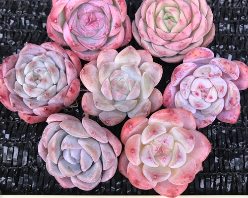 fb528995bd4bd9008118937c87af43