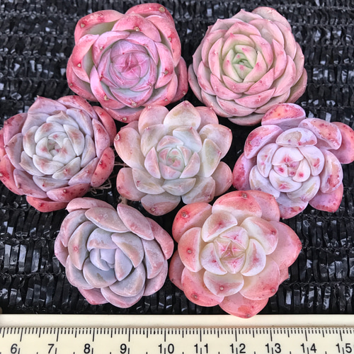 SALE❣️ 超お買い得❣️パステル系のピンク 厳選美苗 多肉植物