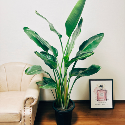観葉植物 ストレリチア 10号鉢