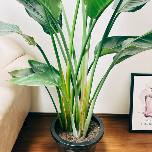 現品］ストレリチアニコライオーガスタ10号尺鉢観葉植物大型室内