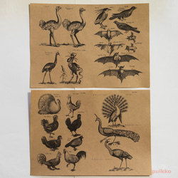 紙製ブックカバー　ヨンストン「鳥獣虫魚図譜」4（5枚セット） 3枚目の画像