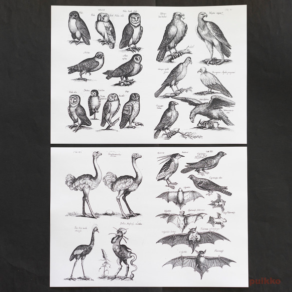 紙製ブックカバー　ヨンストン「鳥獣虫魚図譜」4（5枚セット） 6枚目の画像