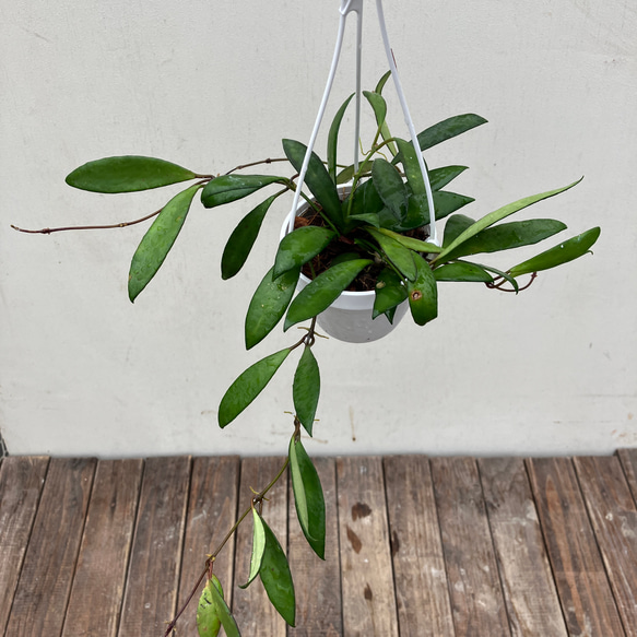 ホヤ パビフォラ＊希少種＊吊り鉢＊観葉植物＊かわいい花 アート