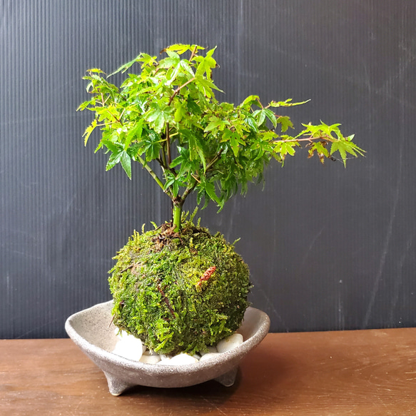 小さい葉が特長の清姫を苔玉に仕立てました【モミジ（清姫）の苔玉・つ 