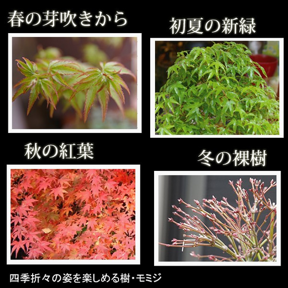 小さい葉が特長の清姫を苔玉に仕立てました【モミジ（清姫）の苔玉・つ足灰器セット】 4枚目の画像