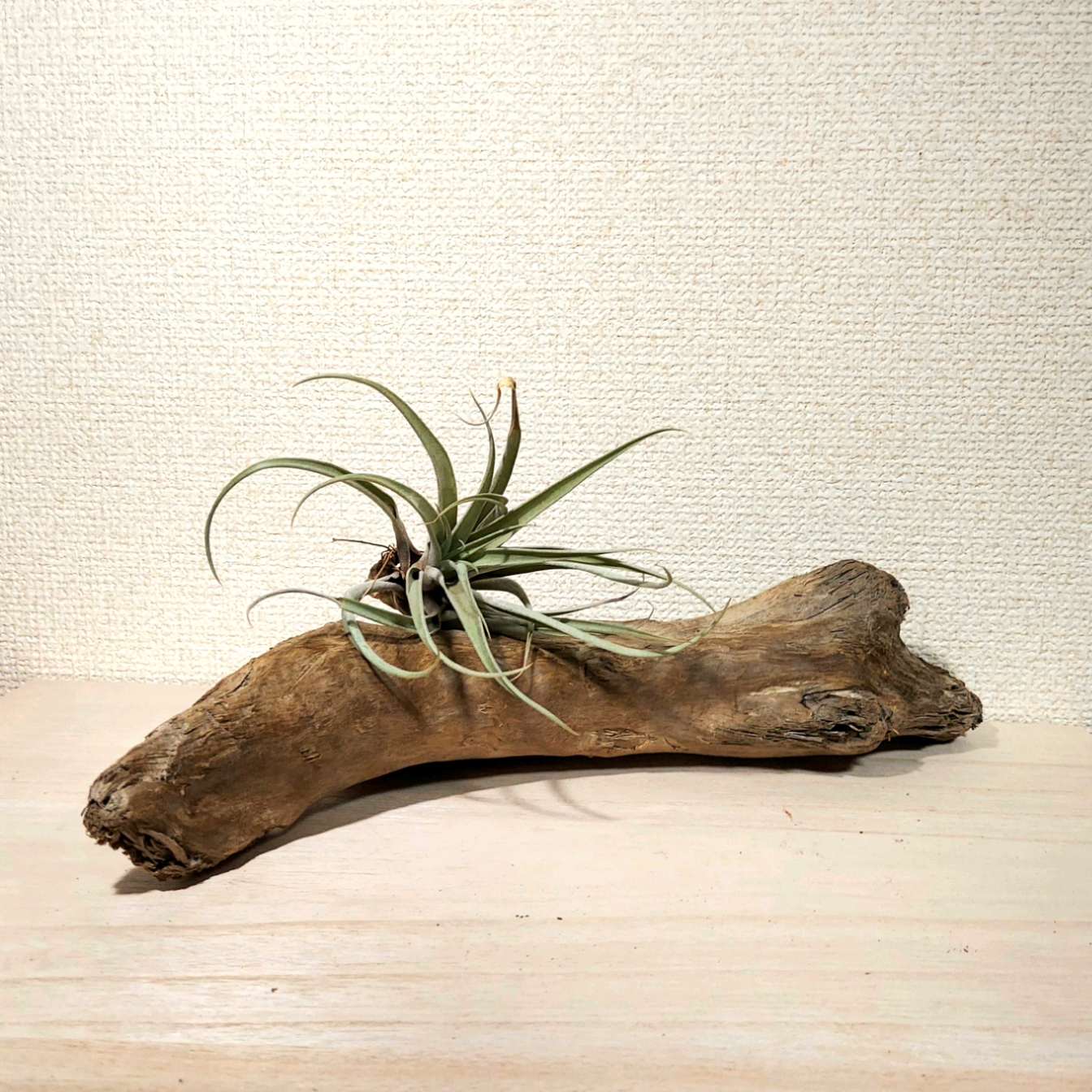 267】大型流木 インテリアや爬虫類などに 止まり木 アクアリウム