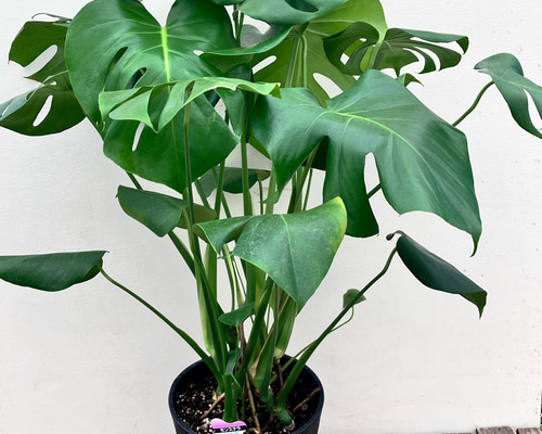 モンステラ＊デリシオーサ＊まとまりのある綺麗な株＊観葉植物