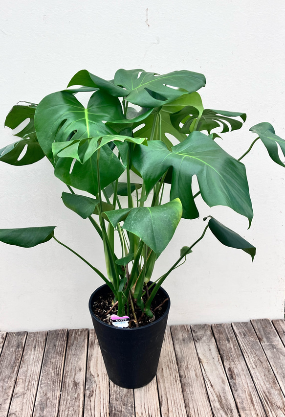 ❤️ モンステラさま❤️ モンステラ 6号白角鉢 - QVC.jp