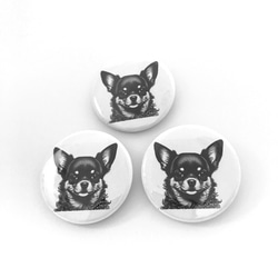 チワワ　缶バッジ　３個セット　犬　ペット　ロングヘアーチワワ　グッズ　Chihuahua 1枚目の画像