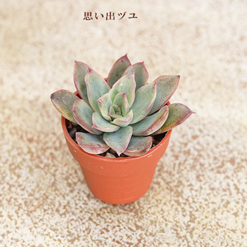 送料無料2苗セット：多肉植物 苗 1号ポット 多年草 丈夫
