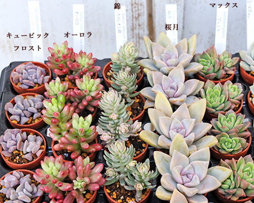 送料無料2苗セット：多肉植物 苗 1号ポット 多年草 丈夫