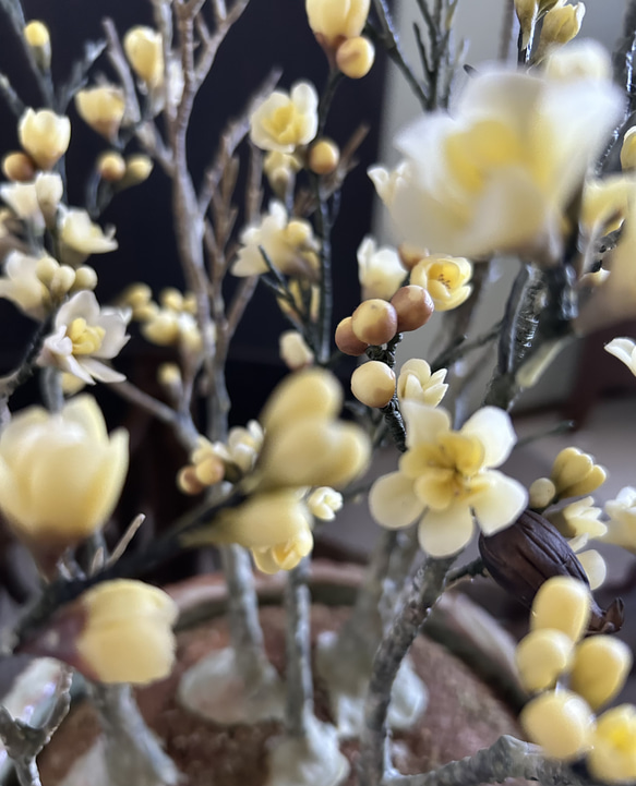 クレイの花(粘土)ロウバイ盆栽 3枚目の画像