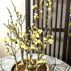 クレイの花(粘土)ロウバイ盆栽 5枚目の画像