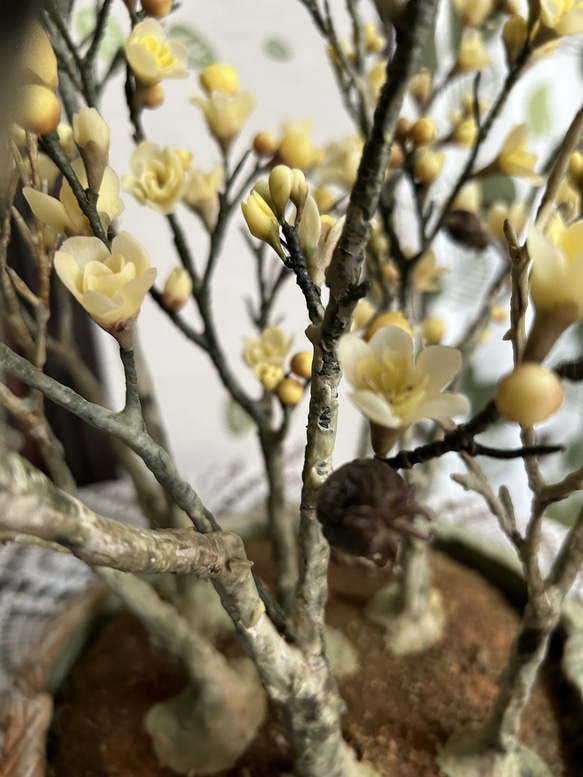 クレイの花(粘土)ロウバイ盆栽 4枚目の画像