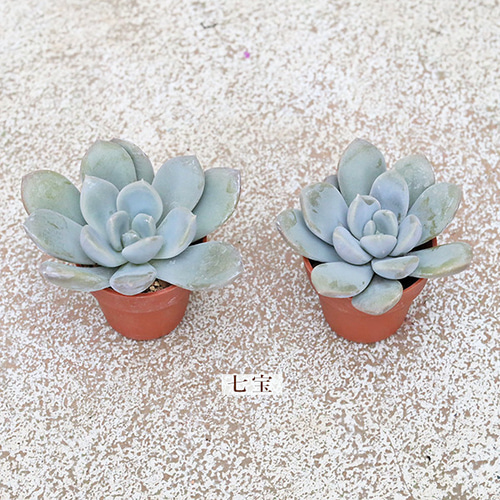 4苗セット 多肉植物 苗 1号ポット 多年草 丈夫 かわいい 庭 プレゼント