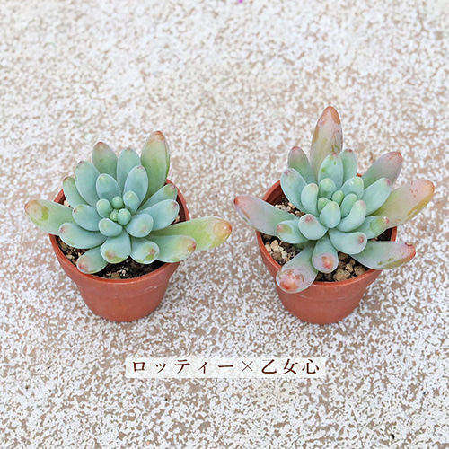 4苗セット 多肉植物 苗 1号ポット 多年草 丈夫 かわいい 庭 プレゼント