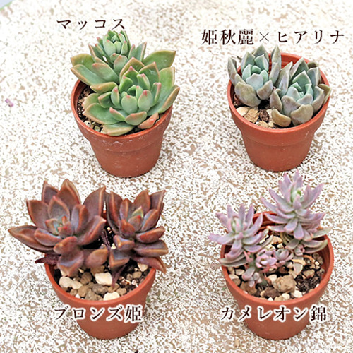 真一郎  多肉植物。赤ちゃん苗30個以上＆セダムs 真一郎様専用 多肉植物。赤ちゃん苗30個以上＆セダムs