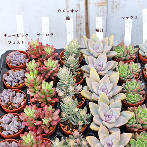 お得なエケベリア多肉植物おまかせ6ポットセット 多肉植物 Pure お得なエケベリア多肉植物おまかせ6ポットセット 多肉植物 Pure