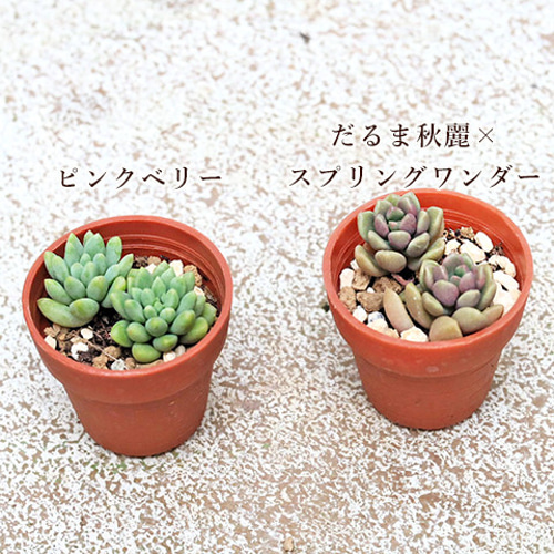 多肉植物 可愛い♡小苗セット① 10苗セット 多肉植物 苗 1号ポット 多年草 丈夫 寄せ植え
