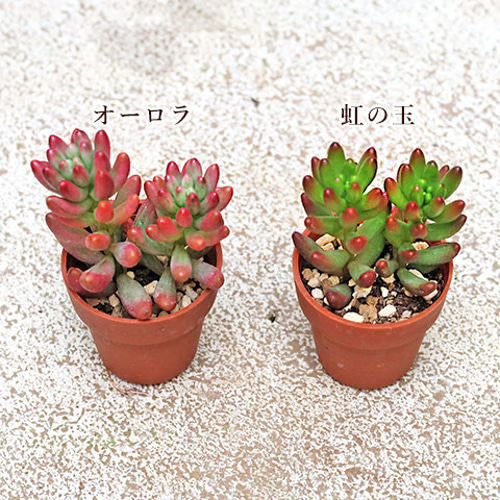 10苗セット 多肉植物 苗 1号ポット 多年草 丈夫 寄せ植え