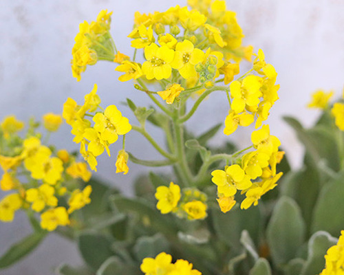 c5e4c655850c05ccbd4eeb3ef99c29