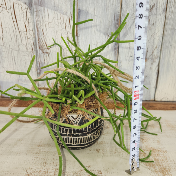 観葉植物　リプサリス プリスマティカ 9枚目の画像