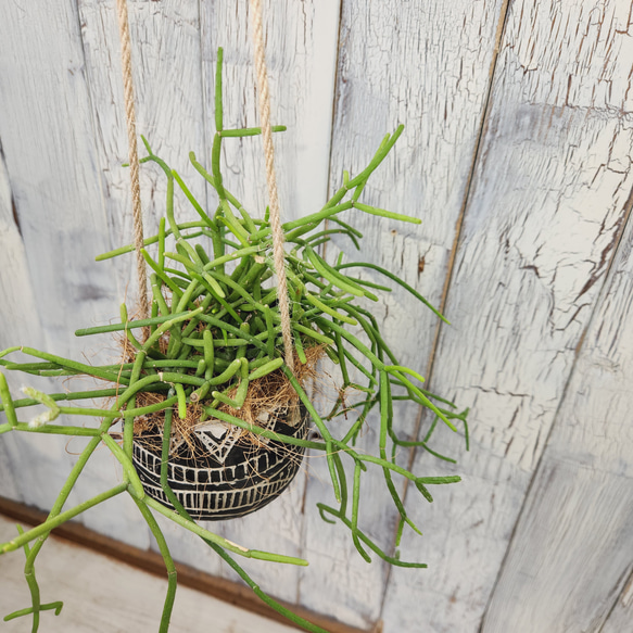 観葉植物　リプサリス プリスマティカ 4枚目の画像