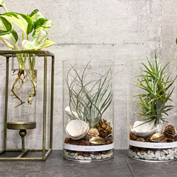 エアープランツ付きガラスハンギングテラリウム エアプランツが主役の吊るせるガラステラリウム テラリウム botanical