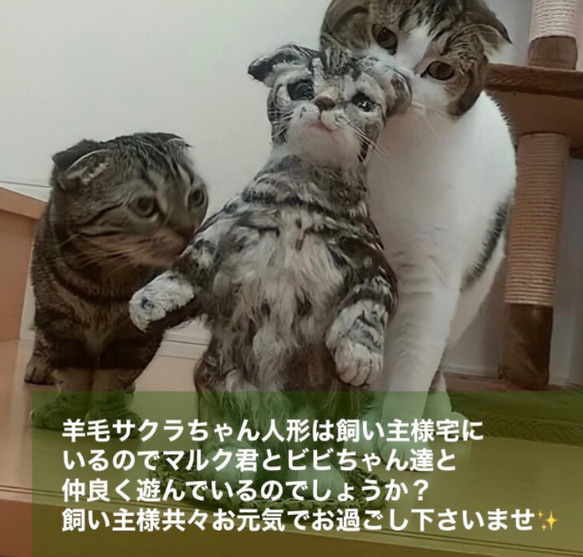 受注制作☆羊毛フェルトのマンチカン子猫 20枚目の画像
