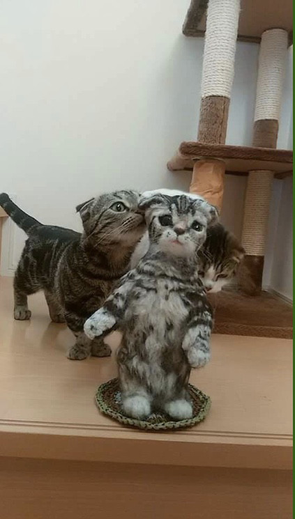 受注制作☆羊毛フェルトのマンチカン子猫