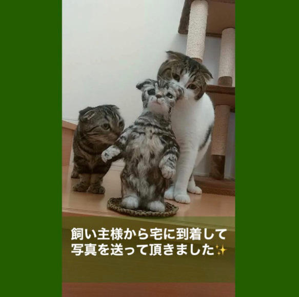 受注制作☆羊毛フェルトのマンチカン子猫 16枚目の画像