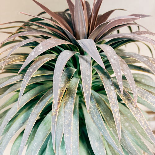 立派♡希少♡ユッカ♡デスメティアーナ♡観葉植物♡ 現品］【希少】ユッカ デスメティアーナ 幹上がり 8号 観葉植物 レア