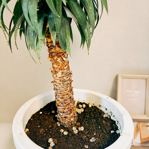 現品］【希少】ユッカ デスメティアーナ 幹上がり 8号 観葉植物 レア