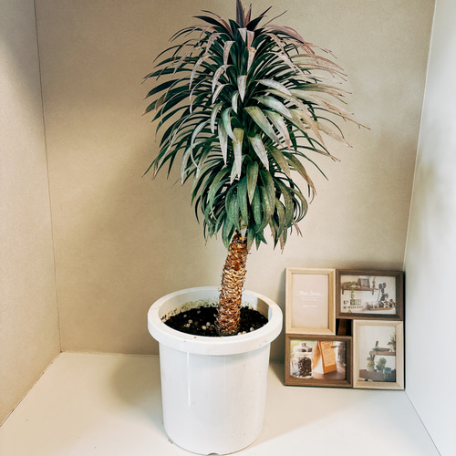 現品］【希少】ユッカ デスメティアーナ 幹上がり 8号 観葉植物 レア