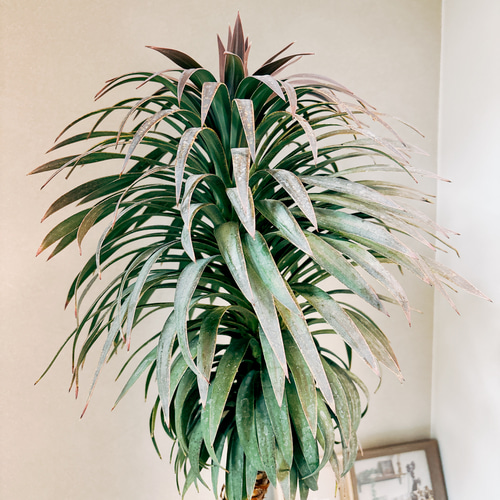 現品］【希少】ユッカ デスメティアーナ 幹上がり 8号 観葉植物
