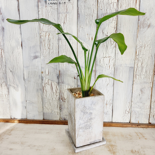 観葉植物 ストレリチア オーガスタ その他インテリア雑貨 陽華園 通販