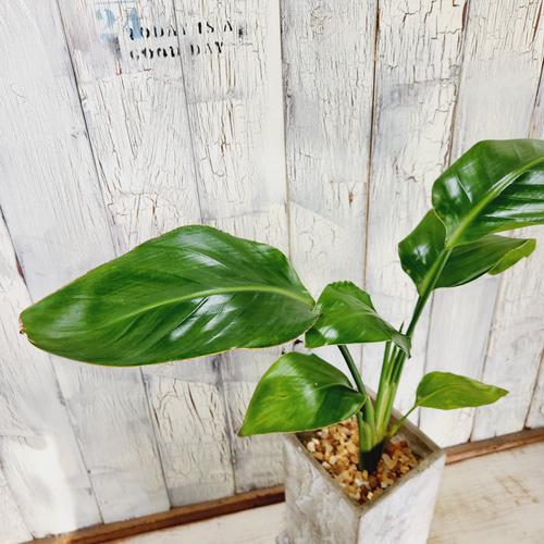 観葉植物 ストレリチア オーガスタ その他インテリア雑貨 陽華園 通販