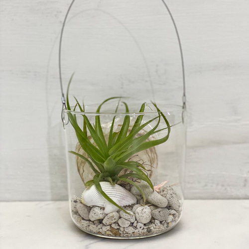 エアプランツが主役の吊るせるガラステラリウム テラリウム botanical