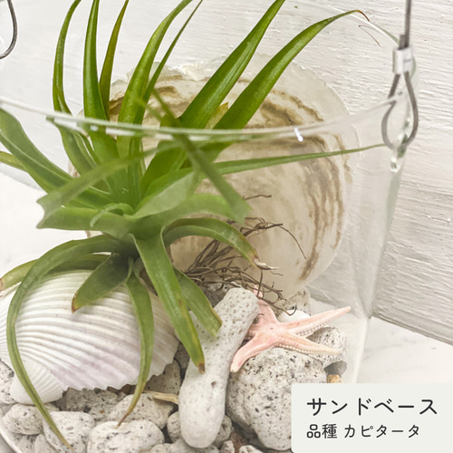 エアープランツ付きガラスハンギングテラリウム ハンギングガラスケース テラリウム プランター ガラス容器 ガラス