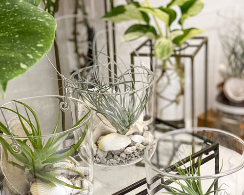 ホワイトサンゴ 手のひらサイズ 観覧の商品全て