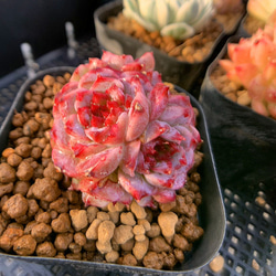 農園直売 多肉植物 寄せ植え エケベリア属 レッドベルベット（群） Echeveria 'Red Velvet' 　観葉 1枚目の画像