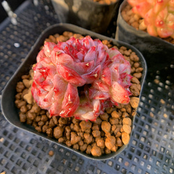 農園直売 多肉植物 寄せ植え エケベリア属 レッドベルベット（群） Echeveria 'Red Velvet' 　観葉 3枚目の画像