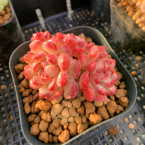 農園直売 多肉植物 寄せ植え Graptoveria 'Moemame'萌豆（群）抜き苗