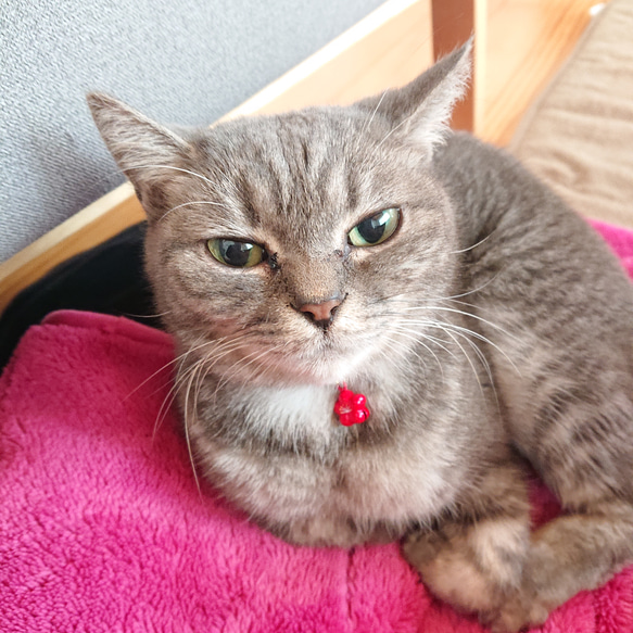 【梅の花】猫ちゃん子犬ちゃんの首輪 4枚目の画像