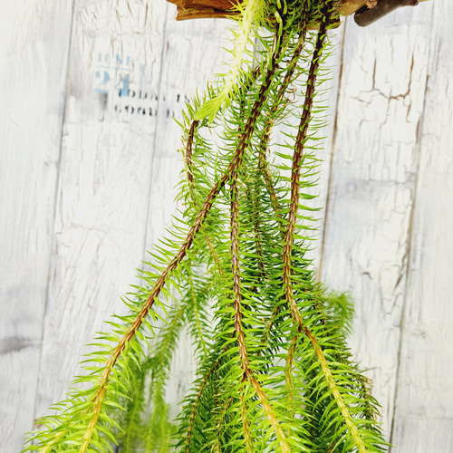 観葉植物 フペルジア スクアローサ その他インテリア雑貨 陽華園 観葉植物 フペルジア スクアローサ その他インテリア雑貨 陽華園