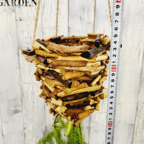 観葉植物 フペルジア スクアローサ その他インテリア雑貨 陽華園 通販