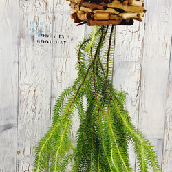 観葉植物　フペルジア スクアローサ 3枚目の画像