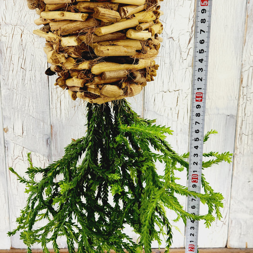 観葉植物 フペルジア ヌンムラリフォリア その他インテリア雑貨