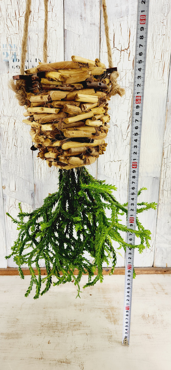 観葉植物　フペルジア ヌンムラリフォリア 